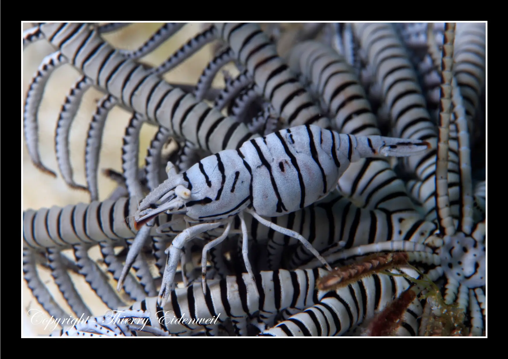 Anilao Macro Dive Media Highlight